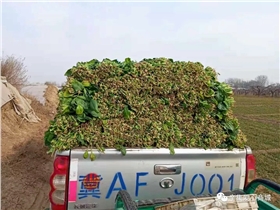 河北张立谦帮扶受伤的菜农采购滞销青菜